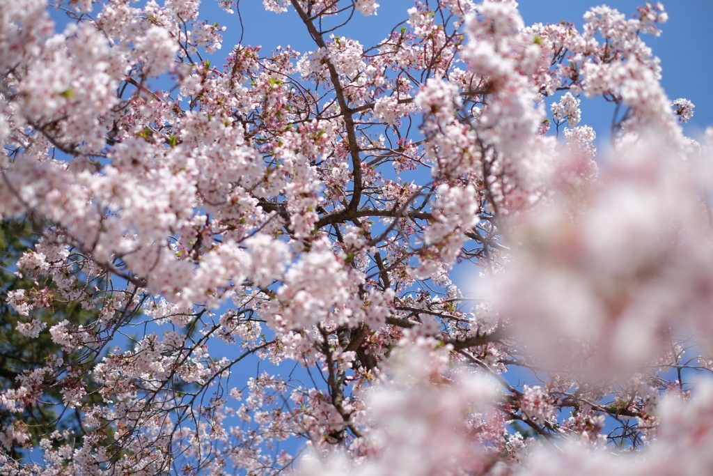 japan's cherry blossoms