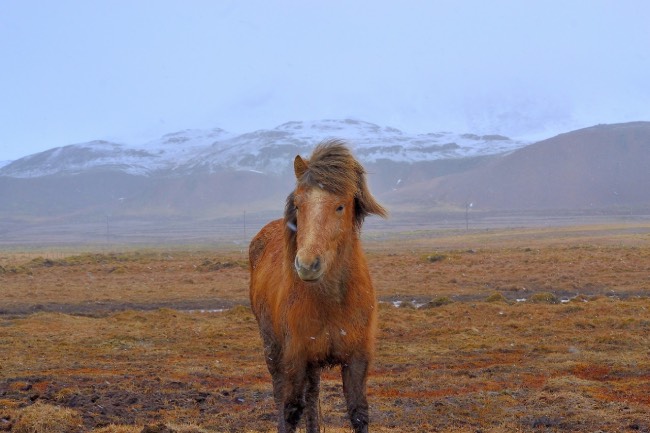 horse riding in iceland