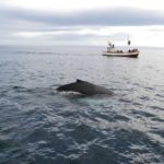 18 Tips to See Whales in Iceland (2025) Reykjavik Tour & More