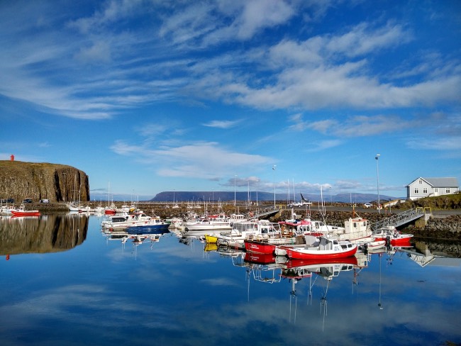 see whales in iceland