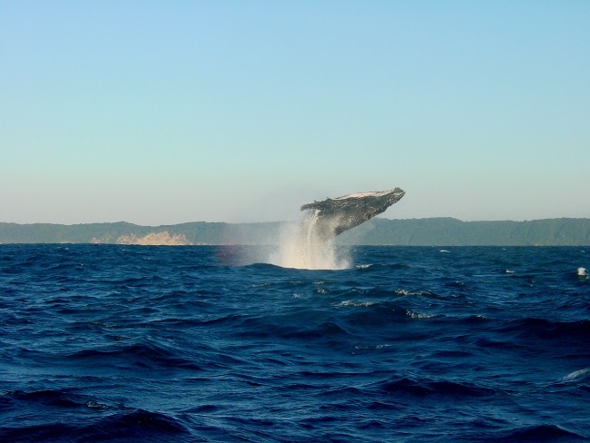 see whales in iceland